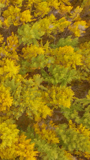 秋天阿尔山白桦林徒步旅游景区16秒视频