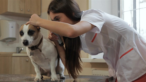 女兽医检查狗的耳朵15秒视频