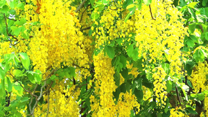 金色树上的黄色花束17秒视频