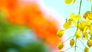 花朵开花15秒视频