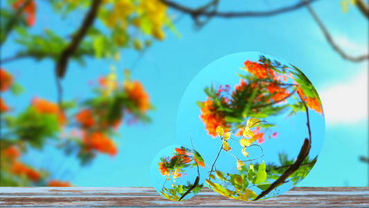 决明子瘘花的倒影在旧木地板上的水晶球玻璃上绽放蓝枝叶视频
