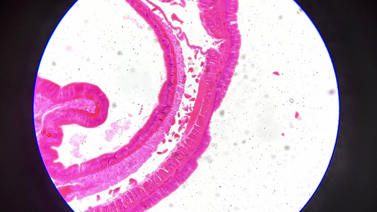 生物切片蚯蚓横截面视频