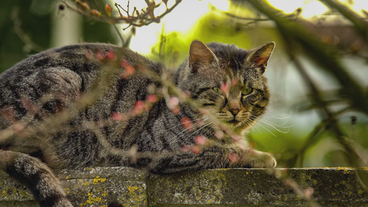 可爱猫咪关上肖像视频