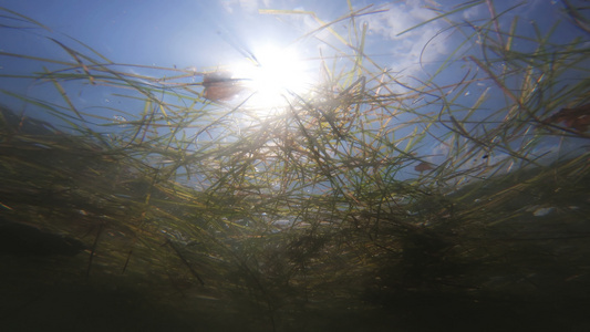 被污染海洋的水面上垃圾漂浮物的水下水下视图视频