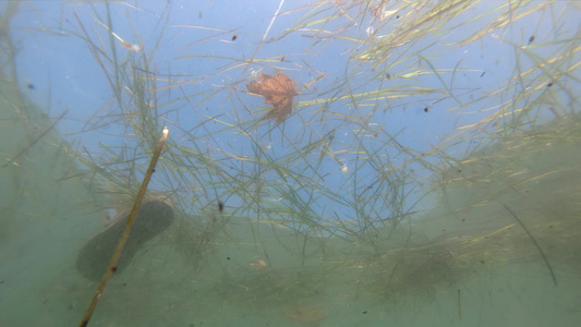 漂浮在水表面的垃圾的水下视图被污染的海视频