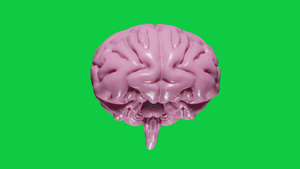 3D使现实的大脑与浅粉红色在绿屏上发光旋转无缝环绕16秒视频