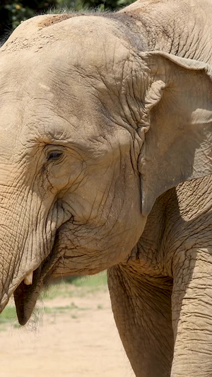 近距离拍摄亚洲象合集濒危物种红色名录86秒视频