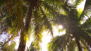棕榈树叶底色照亮13秒视频