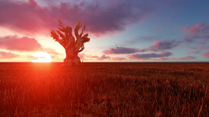 非洲风景中的树日落美丽24秒视频