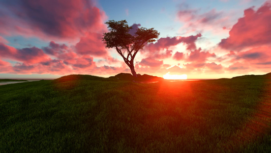日落时绿地的Bahobab树视频