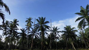 早上种植椰子园37秒视频