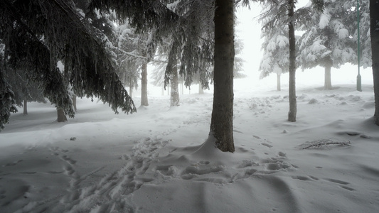 横扫冬季全景有雪覆盖树木和雾雾视频