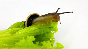 生菜叶上蜗牛31秒视频