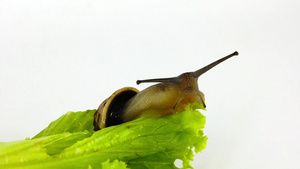 生菜叶上的巧克力带蜗牛31秒视频