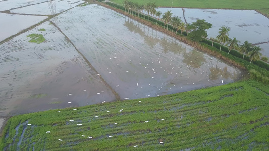 白鹭鸟在稻田里飞翔视频