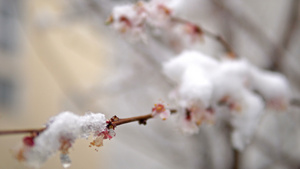 风雪在树开花上湿雪电影10秒视频
