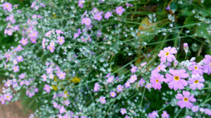 紫罗兰花朵的田野和绿草地9秒视频