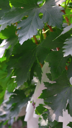 大棚里种植的葡萄架绿色植物20秒视频
