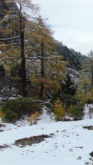 毕棚沟景点燕子岩雪景风光航拍视频大自然60秒视频