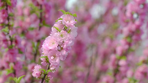 春花树枝上粉红色的花朵8秒视频