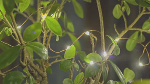 树叶和装饰的灯光19秒视频