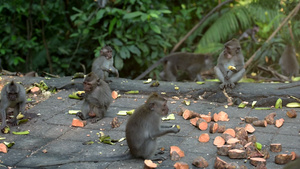 很多猴子来公园吃早餐10秒视频