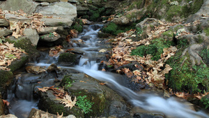 山间流水延时11秒视频