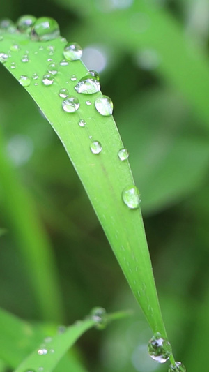 雨后露水露珠绿植实拍素材21秒视频