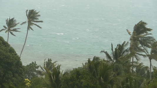 自然灾害飓风期间的海边的椰子棕榈树视频