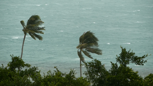 自然灾害飓风期间的椰子棕榈树视频