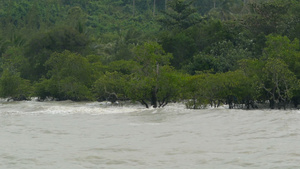 在洪水泛滥的森林上滚动着波浪24秒视频