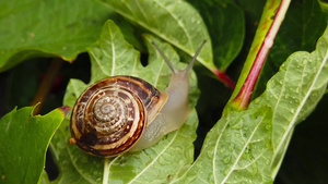 湿叶上的蜗牛61秒视频