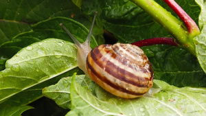 4号湿叶上的巧克力带蜗牛慢动作61秒视频