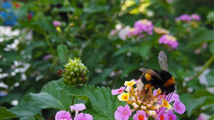 亚特兰大花上的小黄蜂03慢动作15秒视频