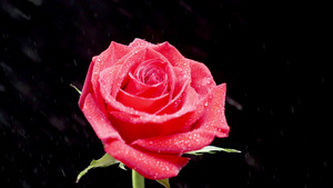 美丽的红玫瑰边上掉下来的水滴子15秒视频