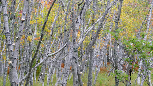 东缅因乌亚的秋季彩色树木a视频