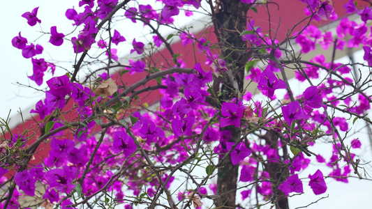 三角梅花朵空镜头视频