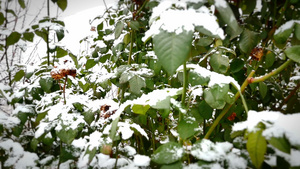 雪落在植物上20秒视频