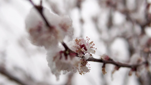 初春苹果树的树枝上开花有落雪22秒视频