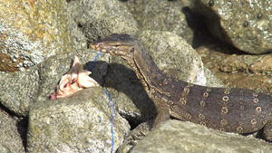 蜥蜴在岩石上进食14秒视频