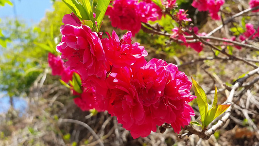 春季粉红花朵视频