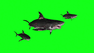 在绿屏前方的圆圈中游泳3D翻动画15秒视频