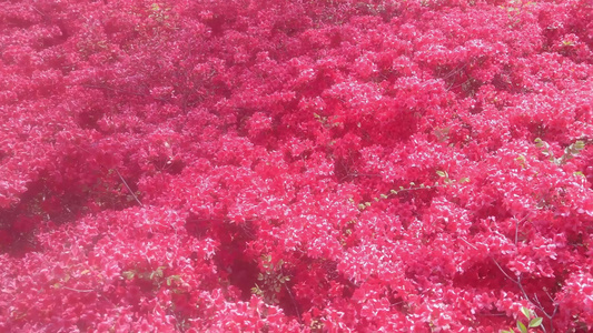 4k段红花和红花瓣在空中挥舞的录像视频