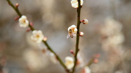 蜜蜂采蜜4K视频