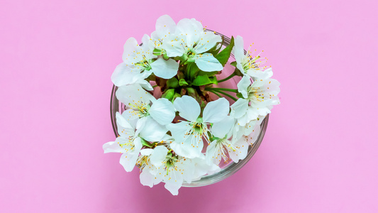 白樱花在玻璃碗里视频