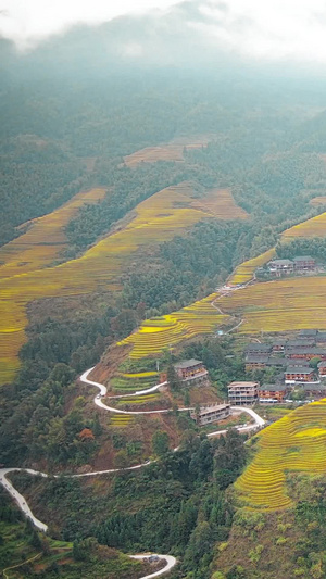 桂林旅游龙胜龙脊梯田航拍金黄色的稻田73秒视频