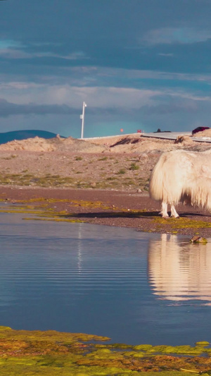 藏区羊卓雍措湖边牦牛神圣牦牛19秒视频