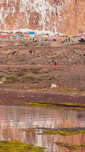 藏区羊卓雍措湖边牦牛神圣牦牛19秒视频