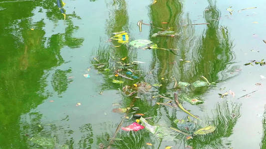 漂浮在垃圾和暴力污水中的水葫芦对动物和环境的爱的概念视频