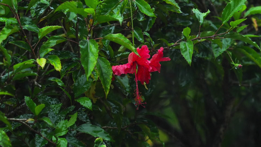 雨下的红色花朵视频